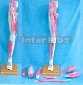 178cm TALL LEG ANATOMY MODEL OF MUSCULAR TORS